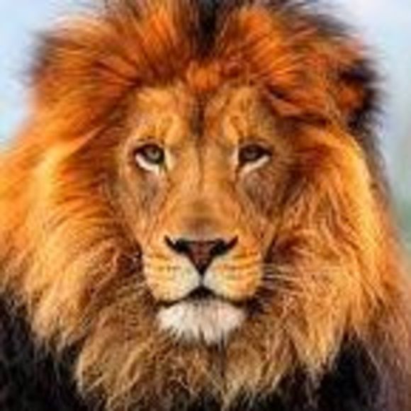 Meet your Posher, Debbie - Picture 1 of 1